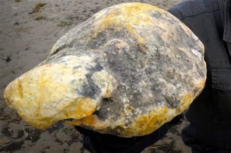 what does whale vomit look like